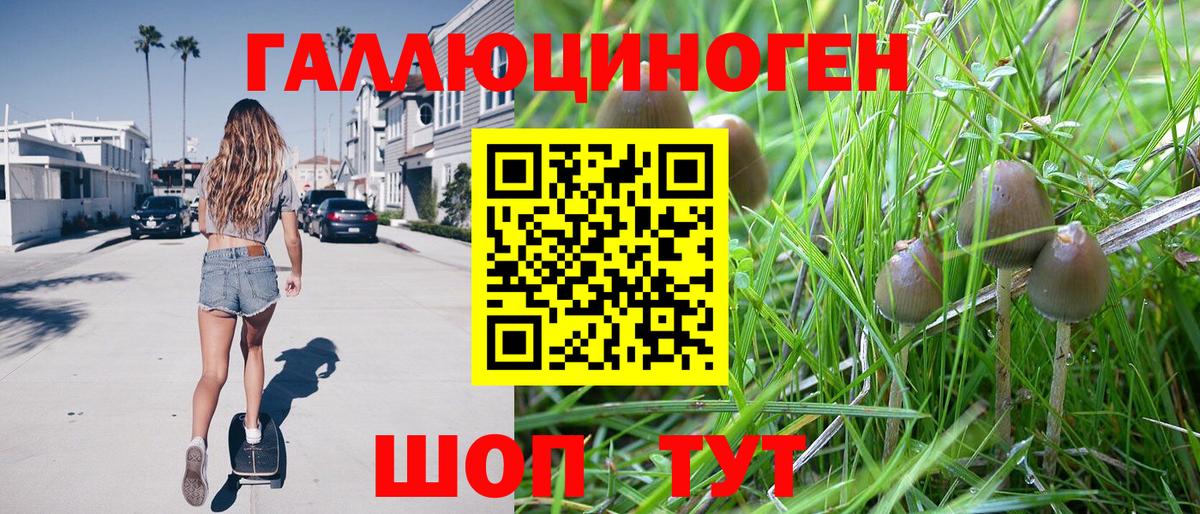 Псилоцибиновые грибы Cubensis Томск
